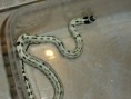 /album/fotogaleria/lampropeltis-getula-californiae-001-jpg/